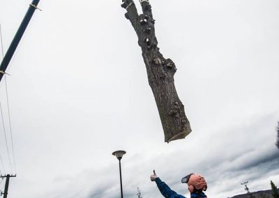 orezstromu.cz - Rizikové kácení 15