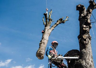 orezstromu.cz - Rizikové kácení 25