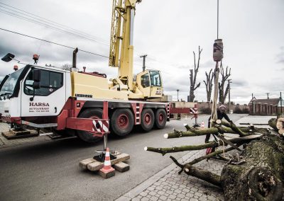 orezstromu.cz - Rizikové kácení 03