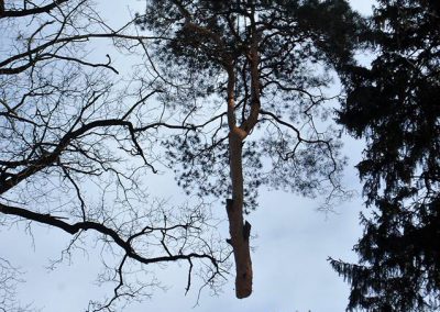 orezstromu.cz - Kácení stromu ZOO Lešná - 01