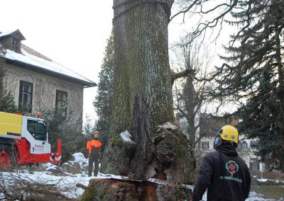 orezstromu.cz - Kácení stromu ZOO Lešná - 11