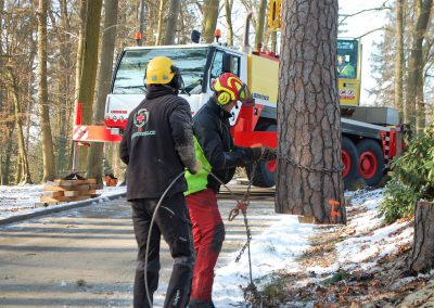 orezstromu.cz - Kácení stromu ZOO Lešná - 13